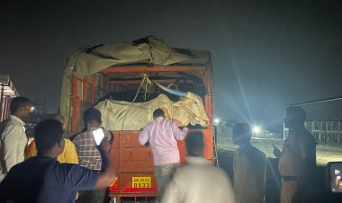 कत्तलखान्याकडे जनावरे घेवून जाणाऱ्या वाहनावर बारामती पोलीसांनी केली कारवाई 