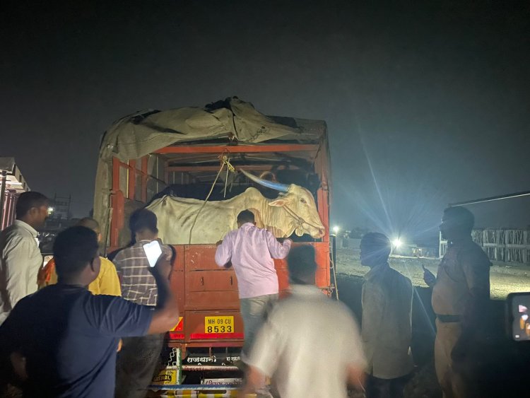 कत्तलखान्याकडे जनावरे घेवून जाणाऱ्या वाहनावर बारामती पोलीसांनी केली कारवाई